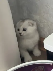 Шотландский котенок