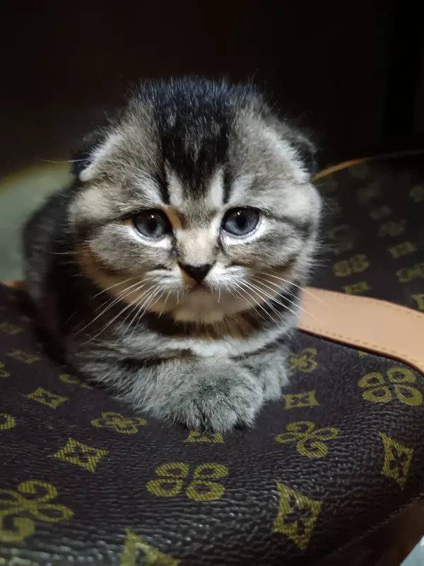 Котята
