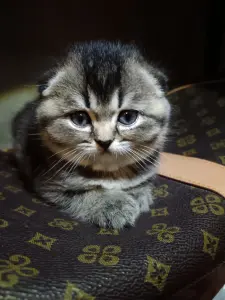 Котята
