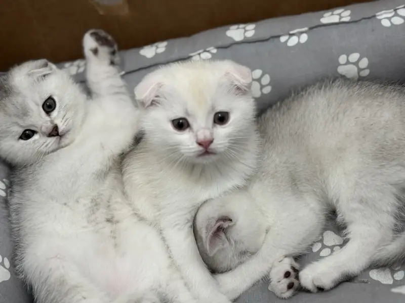 Шотландские котята