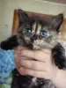 Отдам котят