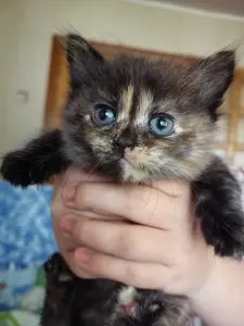 Отдам котят