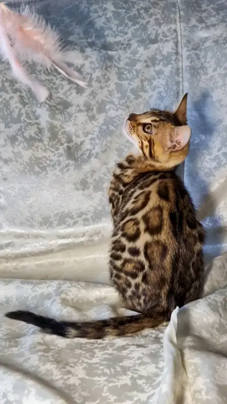 Бенгальские котята