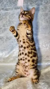 Бенгальские котята