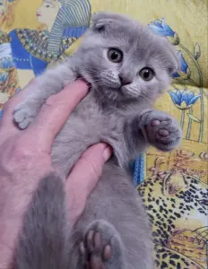 Шотландская вислоухая кошечка