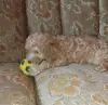 Той пудель.