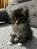 Отдам в добрые руки котята