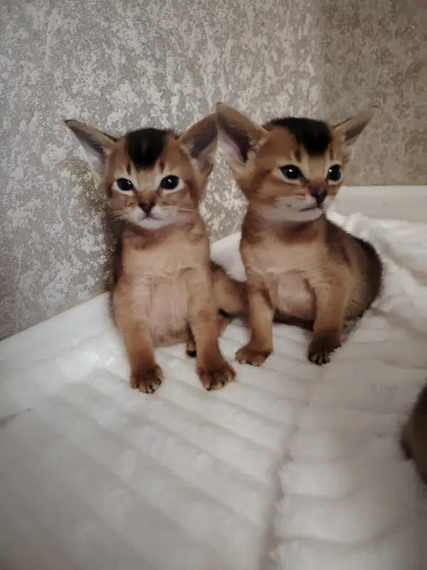 Котята