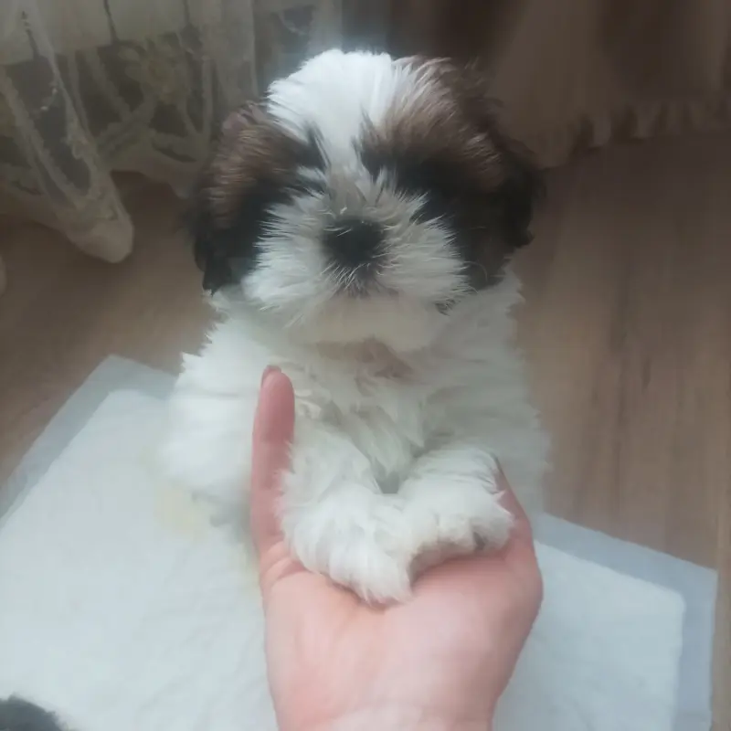 Щенки