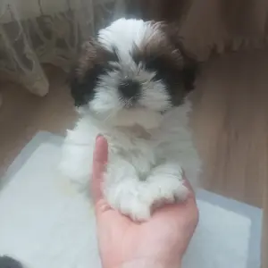 Щенки