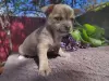 Счастье на ладошке щенули чихуахуа