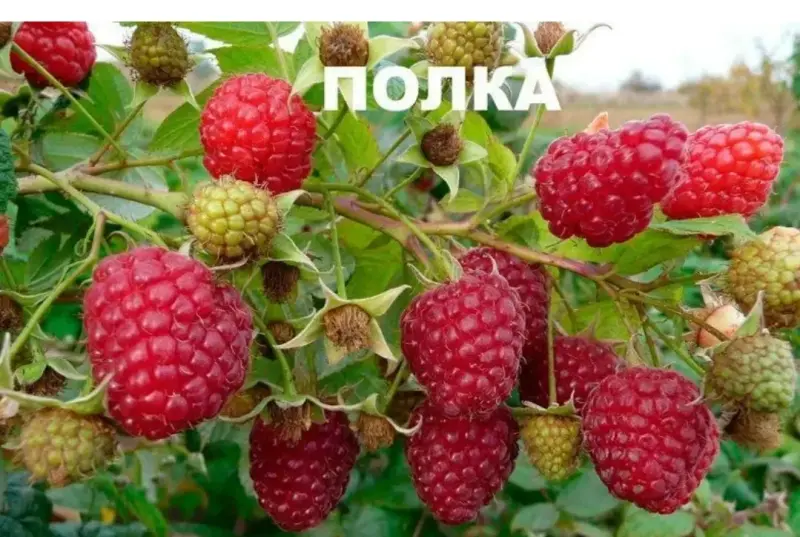 Саженцы малины ремонтантной Полка, Полана.