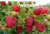 Саженцы малины ремонтантной Полка, Полана.