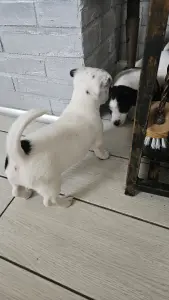 Собака