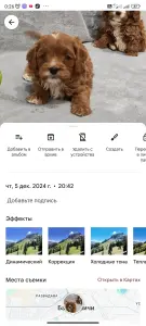 Мальтипу девочка. Цена в рублях.