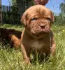Щенки бордоского дога