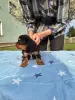 Щенок кавалер кинг чарльз спаниель