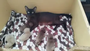 Европейская Бурма котята Бронирование