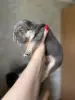 Щенки французского бульдога
