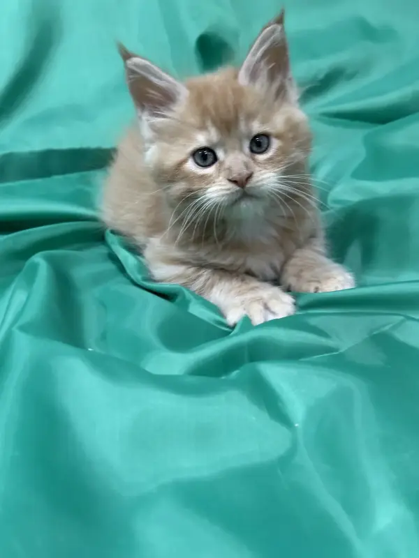 Мейн-Кун чистокровные котята