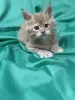 Мейн-Кун чистокровные котята