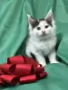 Мейн-Кун чистокровные котята