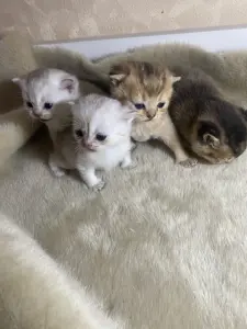 Котята для брони