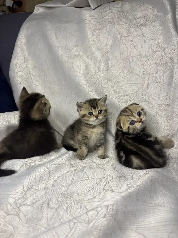 Шотландские котята