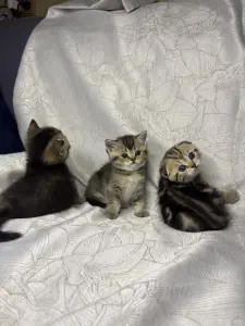 Шотландские котята
