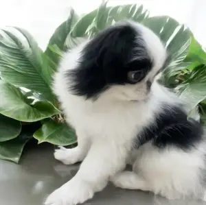 Японский Хин щенки