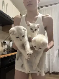 Шотландские котята