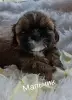 Ши-тцу