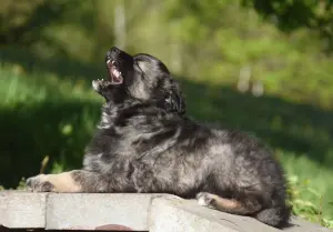 Щенки в дар