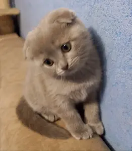Шотландская вислоухая кошечка