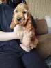 Щенок