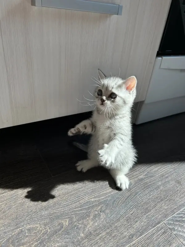 Шотландская кошечка