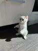 Шотландская кошечка