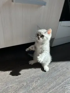 Шотландская кошечка