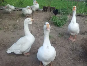 Гуси семья 1+3