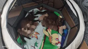Европейская Бурма Котята