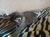Котенок