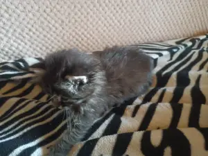 Котенок