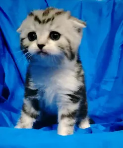 Шотландские котята.