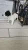 Собака