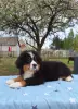 Щенок Бернского Зенненхунда