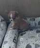 Чишка щенки