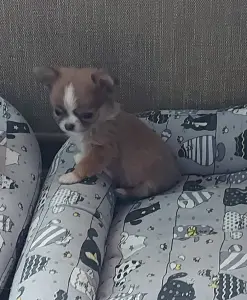 Чишка щенки