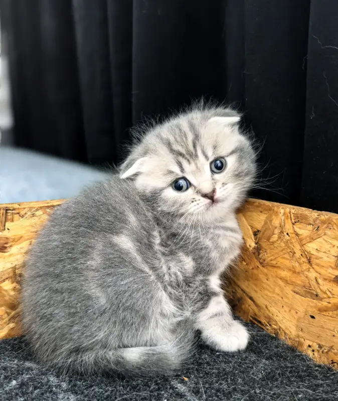 Шотландские котята
