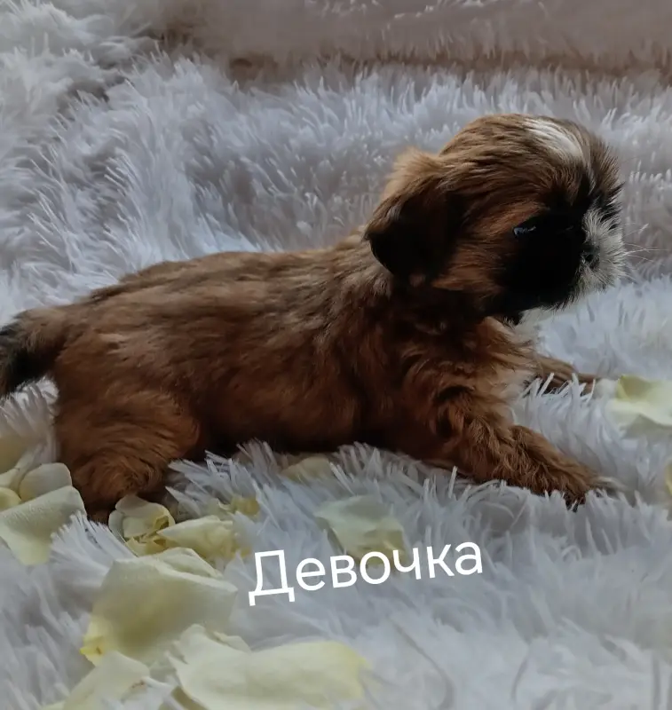 Ши-тцу