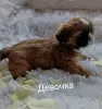 Ши-тцу